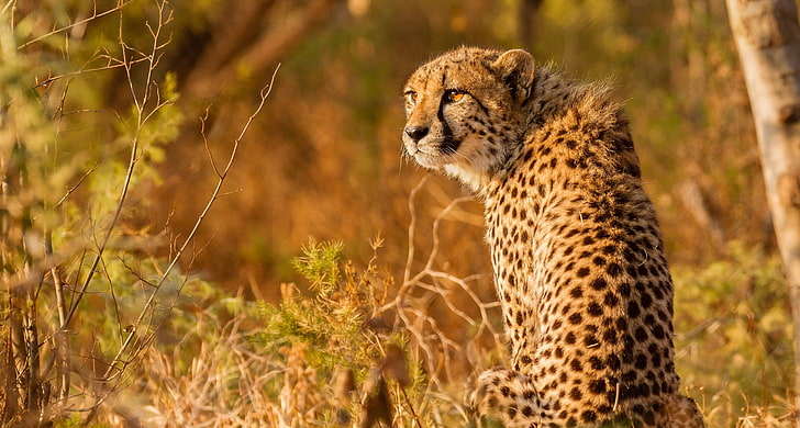 animals, feline, mammals, cheetah, animal wildlife, animals in the wild, HD wallpaper