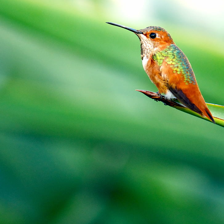 orange and green hummingbird on top of green leaf, Green....  orange, HD wallpaper