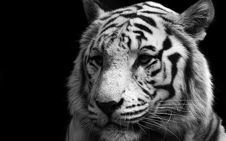 white tiger, monochrome, animals, big cats, animal themes, one animal