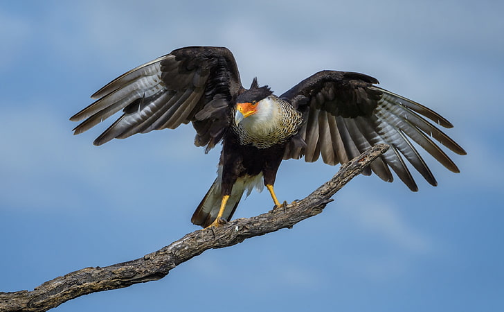 Crested Caracara Bird, Texas, Animals, Birds, View, Travel, Protect, HD wallpaper