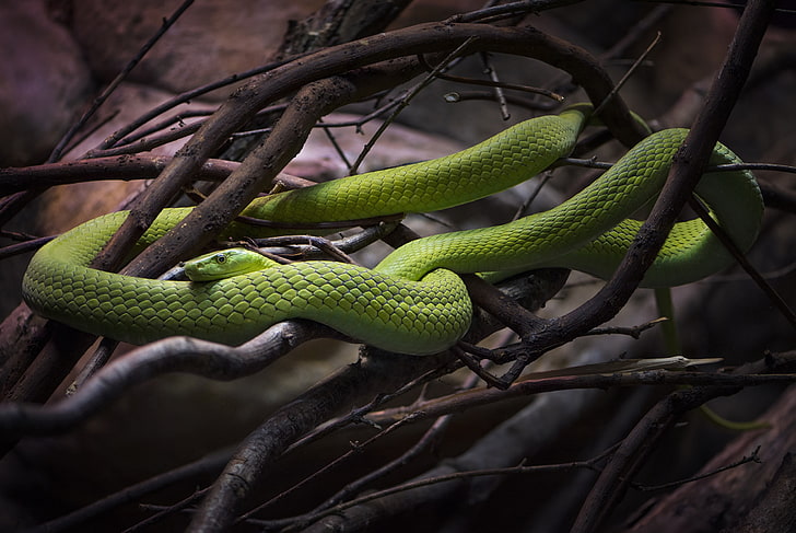 animals, snake, reptile, branch, animals in the wild, one animal, HD wallpaper