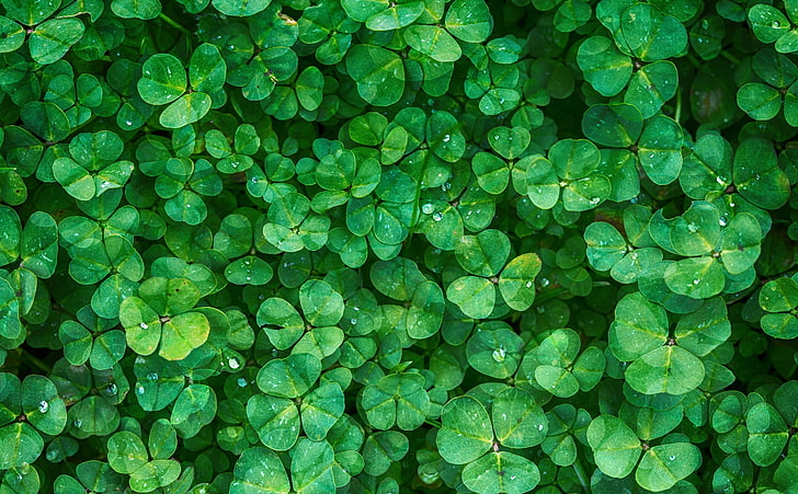 Happy St Patricks Day 2016, green leafed plant, Holidays, Saint Patrick's Day