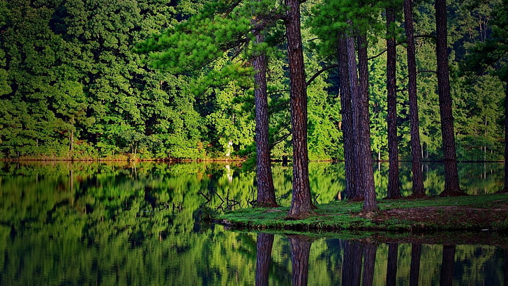 reflection, nature, green, water, tree, wilderness, forest, HD wallpaper