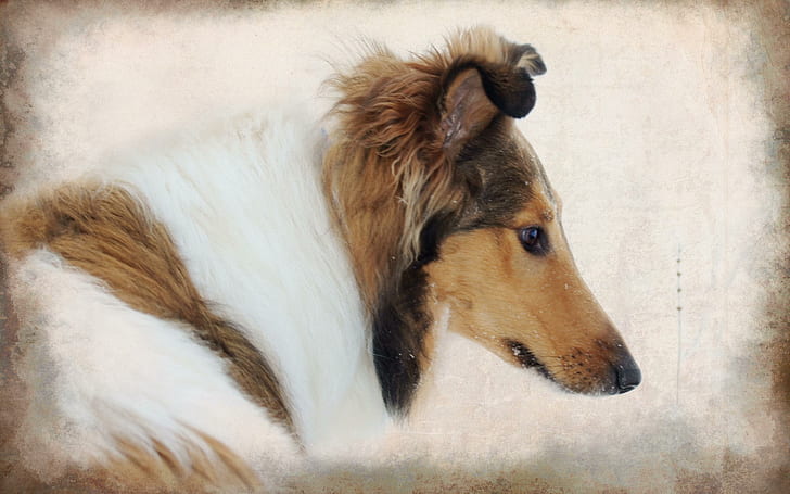 Collie, rough collie painting, puppy, loyal, animal, animals, HD wallpaper