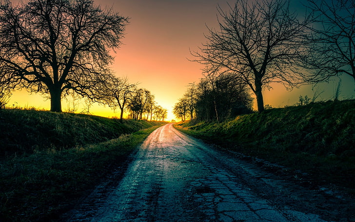 road between bare trees, landscape, direction, the way forward, HD wallpaper