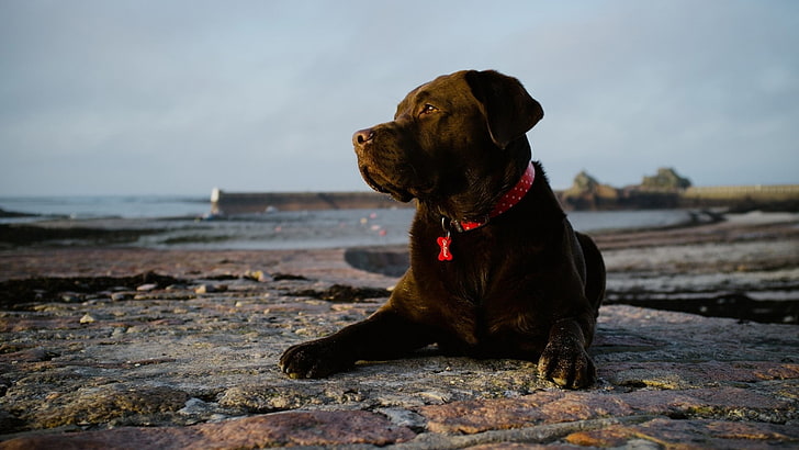 retriever, animals, sporting dog, chesapeake bay retriever, HD wallpaper