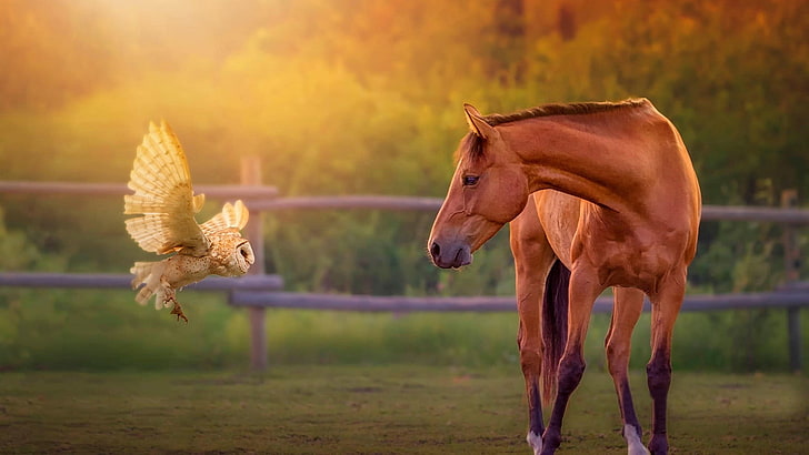 brown horse and white owl standing on brown dry land field, animals, HD wallpaper