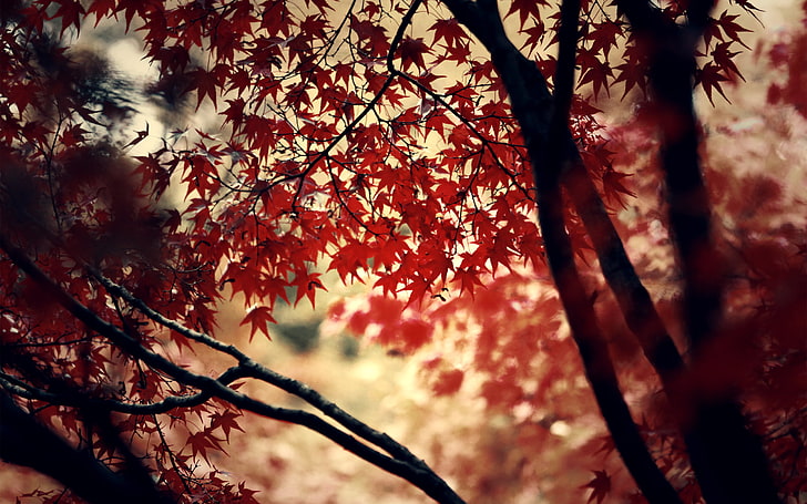 maple leaf, nature, trees, maple leaves, photography, branch, HD wallpaper