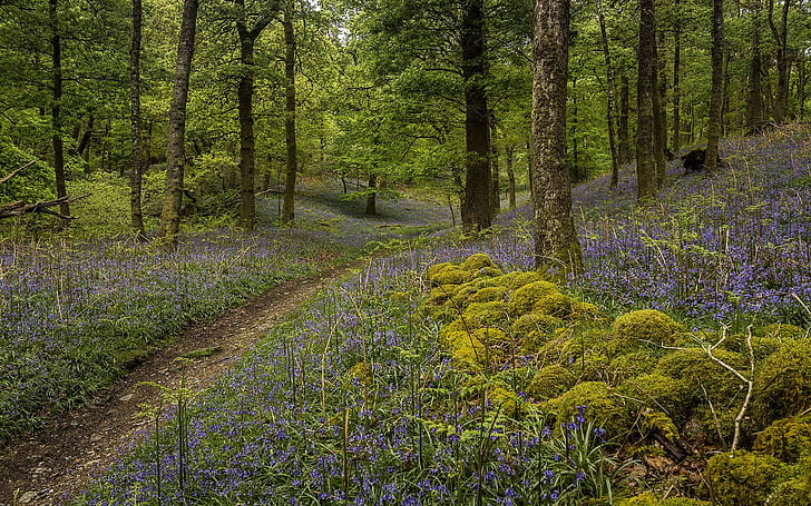 Oak Forest Moss Green Blue Flowers Nature Close Na Lake District England Desktop Wallpaper Hd 2560×1600