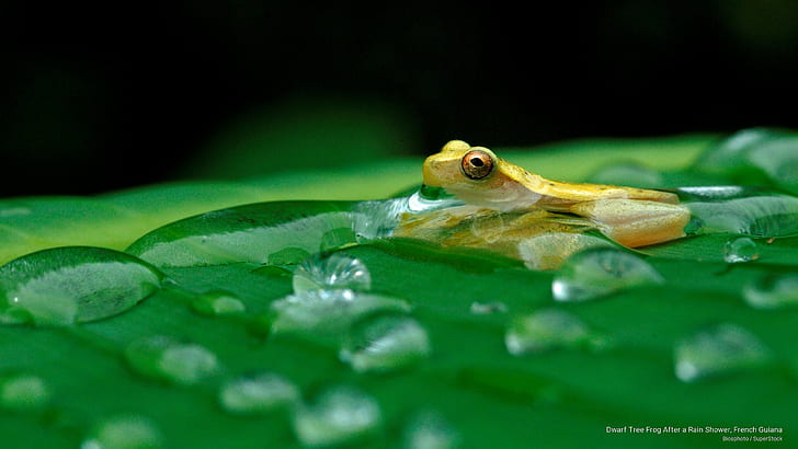 HD wallpaper: Dwarf Tree Frog After a Rain Shower, French Guiana, Animals |  Wallpaper Flare