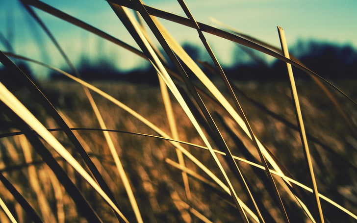 brown grass field, nature, plants, growth, focus on foreground, HD wallpaper