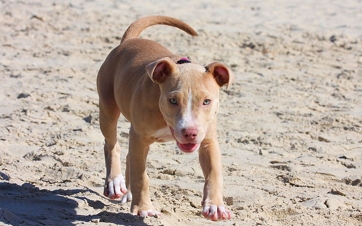 white and brown American pit bull terrier puppy, pitbull, dog
