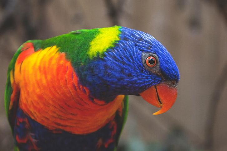 red and multicolored bird, rainbow lorikeet, parrot, colorful