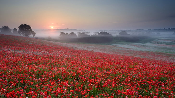 nature, sunrise, mist, field, landscape, trees, poppies, beauty in nature