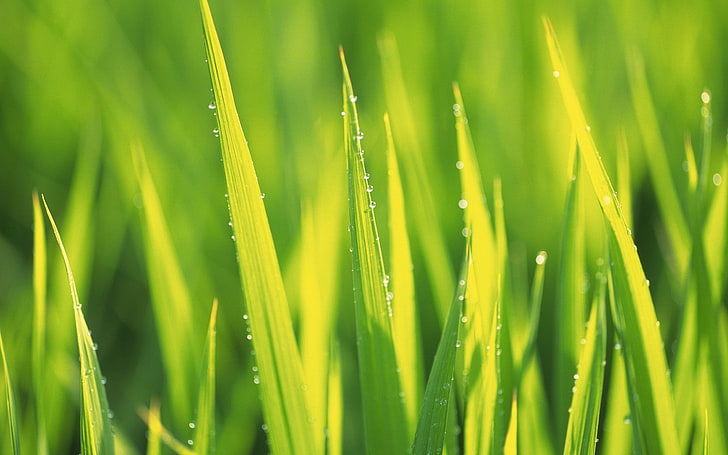 water drops, grass, green color, plant, beauty in nature, growth, HD wallpaper