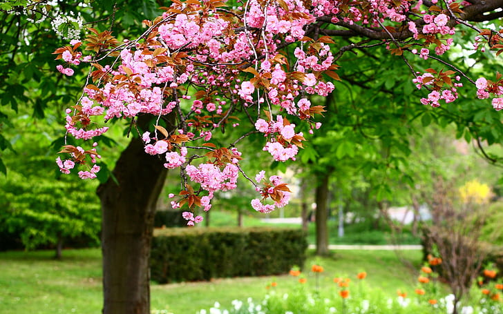 Spring park tree, pink flowers in full bloom, HD wallpaper