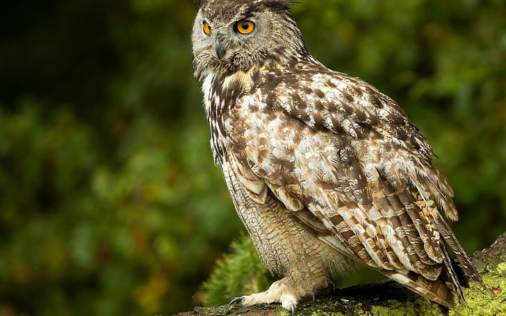 owl, birds, moss, yellow eyes, HD wallpaper