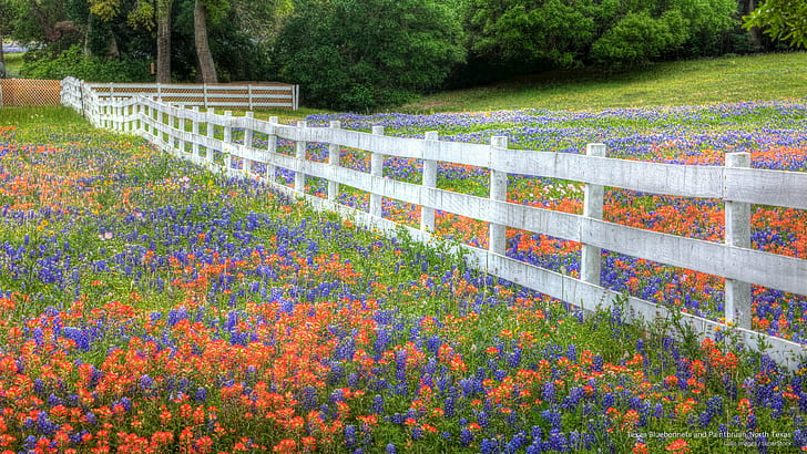 Texas Bluebonnets and Paintbrush, North Texas, Spring/Summer