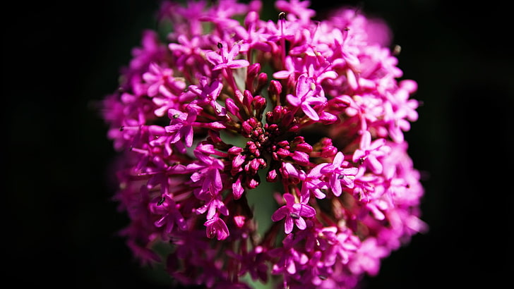 pink flower, nature, purple, flowers, plants, macro, flowering plant, HD wallpaper