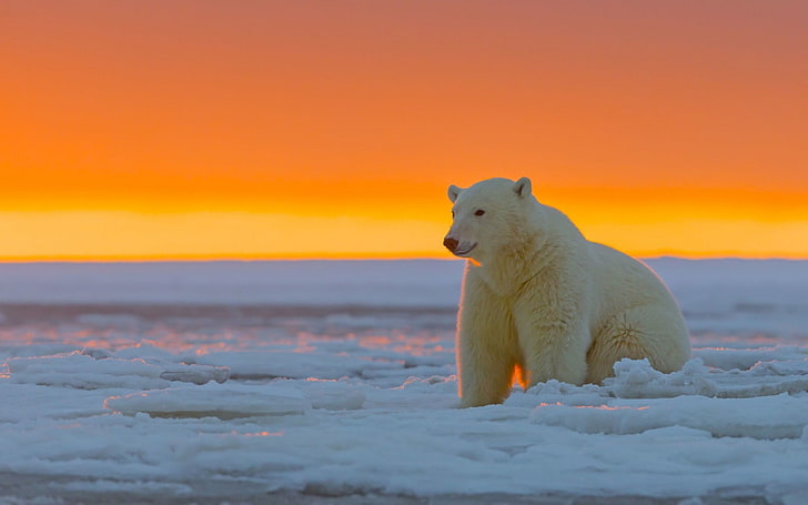 HD wallpaper: Polar bear alaska snow-Photo HD Wallpaper, sunset, one animal  | Wallpaper Flare