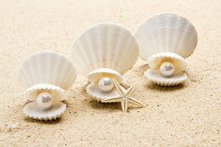 shell, pearl, starfish, sunshine, beach, sea, sand, seashell