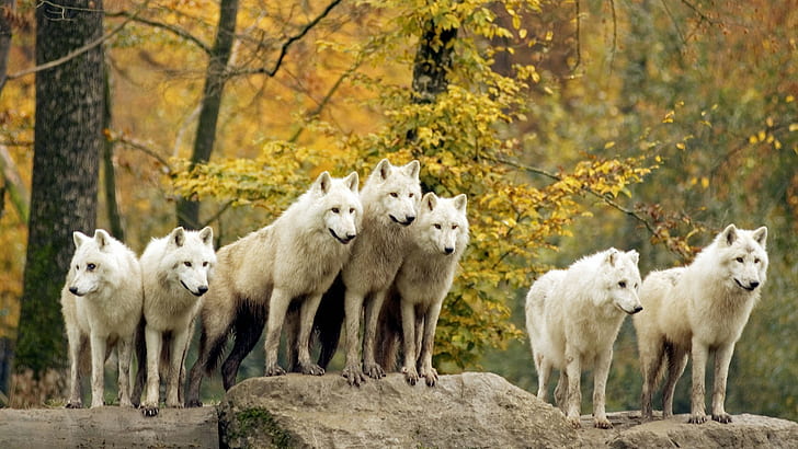 animals, nature, wolf, group of animals, tree, animal themes, HD wallpaper