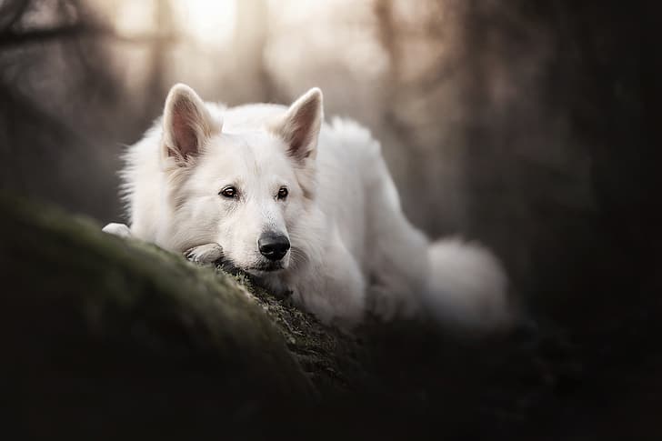 HD wallpaper: face, dog, bokeh, The white Swiss shepherd dog ...