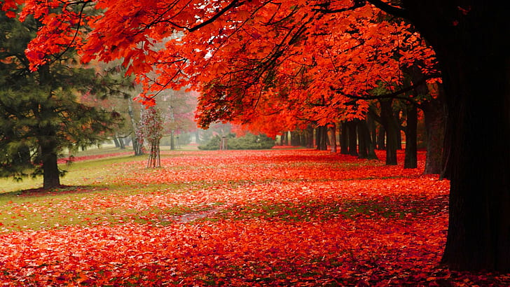 Natural, park, autumn, red leaves, autumn scenery HD, HD wallpaper