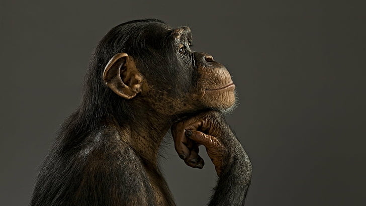 chimpanzee, monkey, think, primate, mammal, studio shot, animal, HD wallpaper