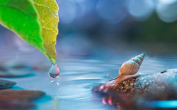 brown snail, water, drop, leaf, nature, close-up, plant, beauty In Nature