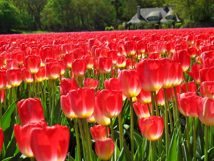 Carpet Of Red Tulips, lovely, cabin, meadow, nice, beautiful