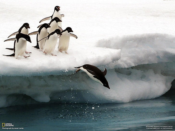 National Geographic, iceberg, snow, penguins, birds, animals
