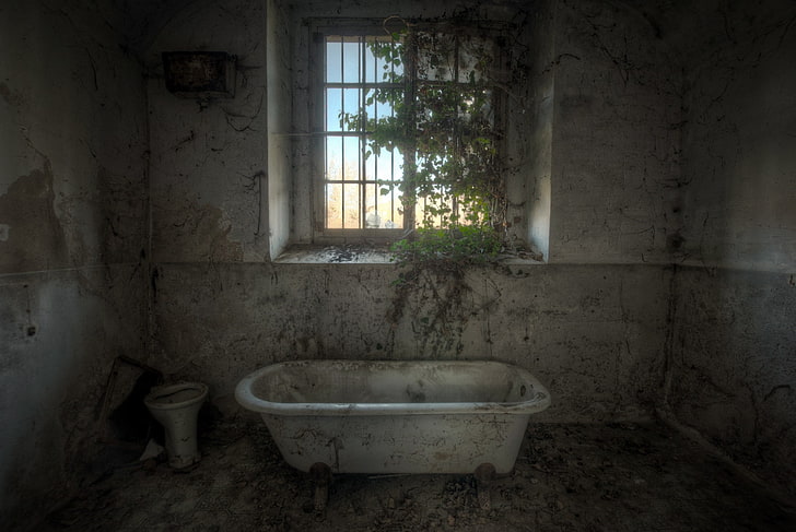 interior, ruin, room, overgrown, window, abandoned, domestic room