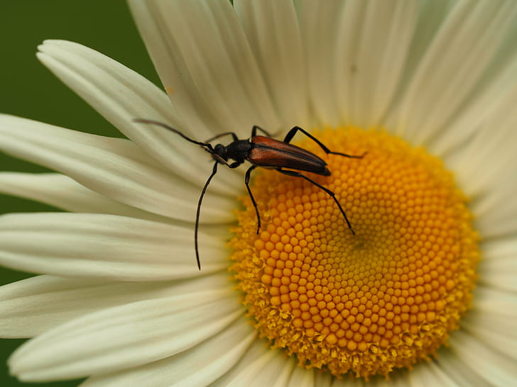 insect on sunflower, hairstyle, beetle, longhorn, käfer, blume