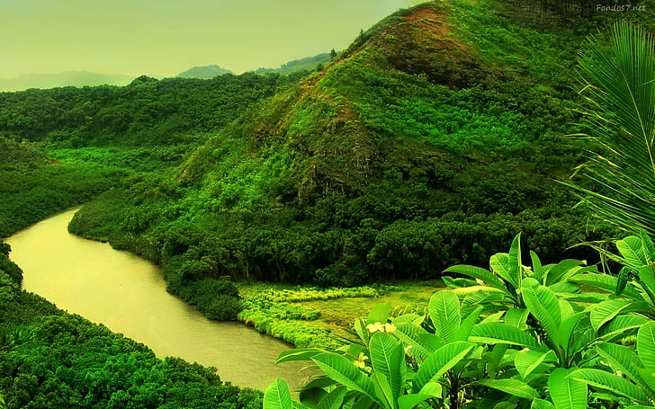 river, yellow, plant, green color, growth, tree, beauty in nature, HD wallpaper