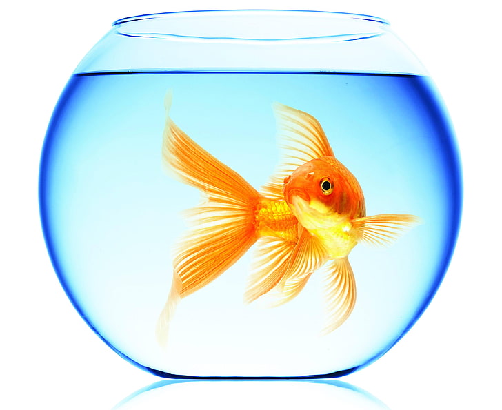 common goldfish, water, reflection, round, aquarium, floats, fishbowl, HD wallpaper