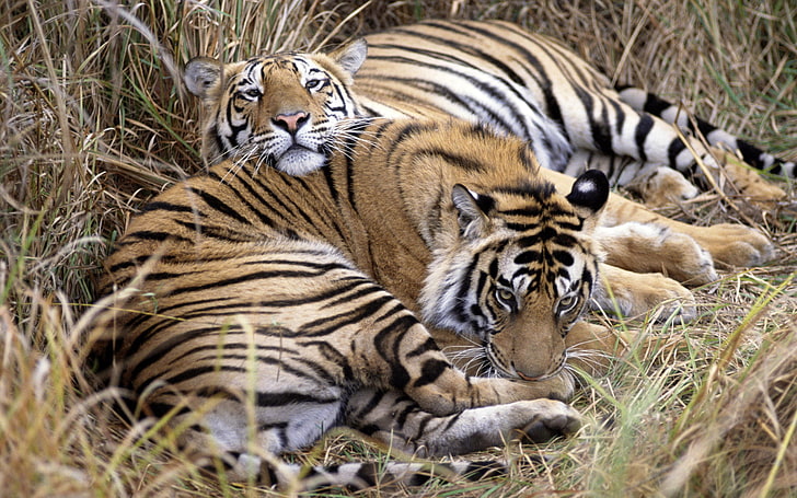 Bandhavgarh national park, two orange tigers, Animals, amazing animals wallpapers, HD wallpaper