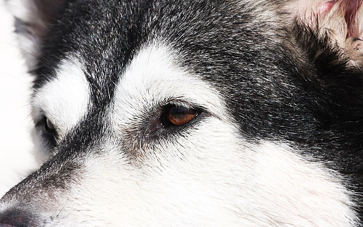 adult black and white Alaskan malamute, usky, dog, face, eyes