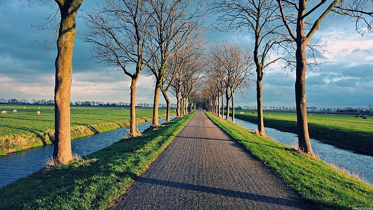 nature, trees, road, plant, bare tree, water, tranquility, sky