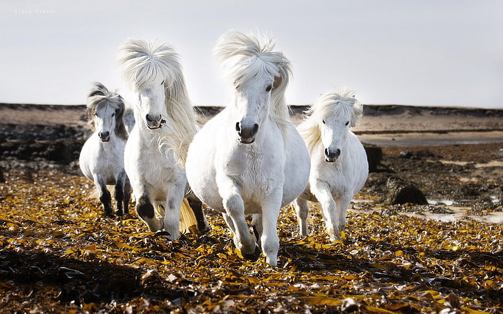 four white horses photo during day time, animals, nature, domestic, HD wallpaper