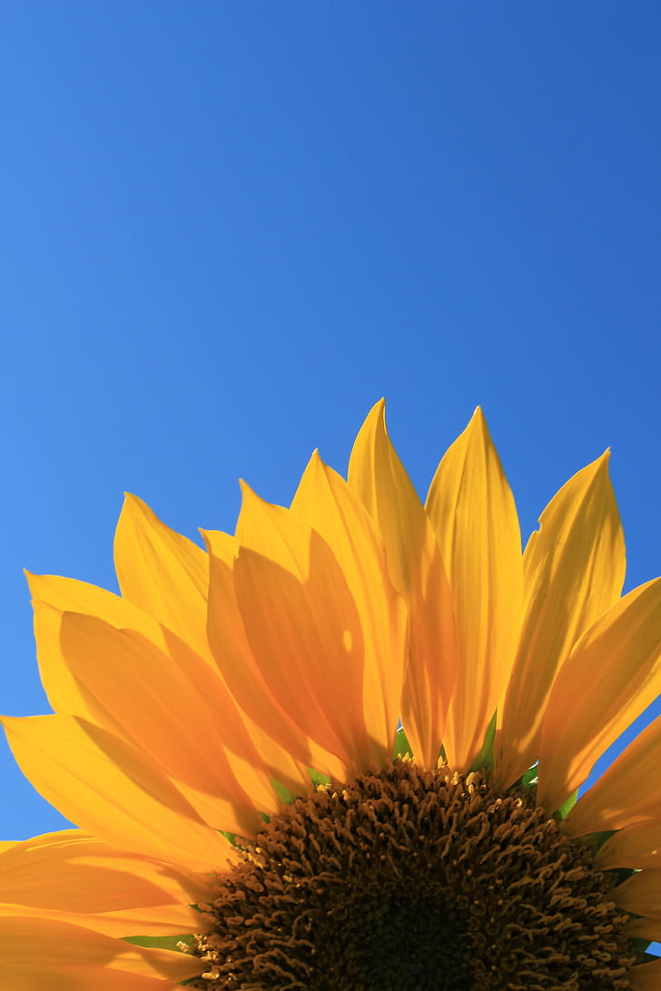 Hd Wallpaper Yellow Sunflower Closeup Photography Sunflower