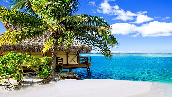 palm, caribbean, sand, sandy beach, coast, resort, summertime, HD wallpaper