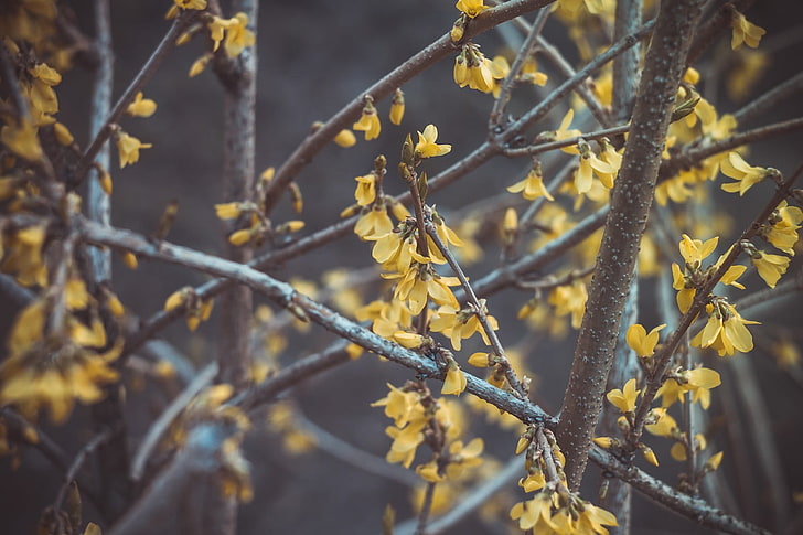 yellow leaf tree, spring, flowers, Latvia, Riga, nature, plants, HD wallpaper