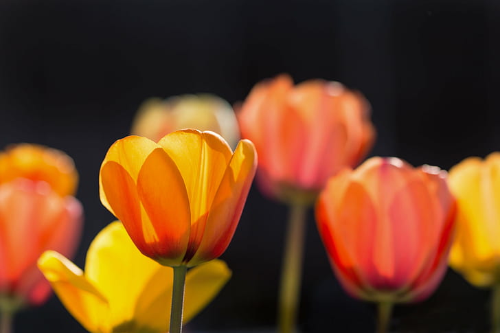 orange flowers macro-shot, tulips, tulips, floral, closeup, spring, HD wallpaper