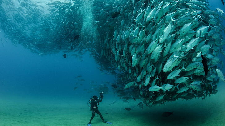 animals, fish, sea, divers, underwater, HD wallpaper