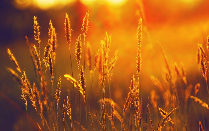 wheat field, ears, cereals, rye, orange, beams, sun, light, simplicity