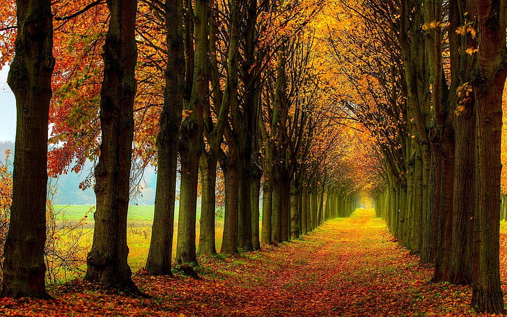 Beautiful nature scenery, forest, trees, autumn, path, autumn season forest illustration