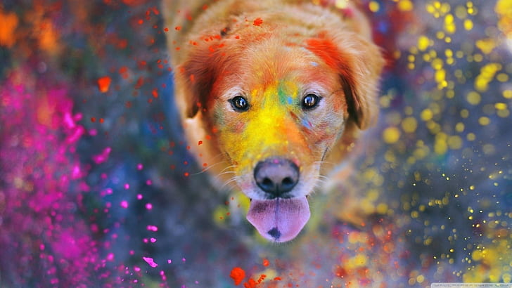 colorful, animals, photography, looking up, bokeh, dust, dog, HD wallpaper
