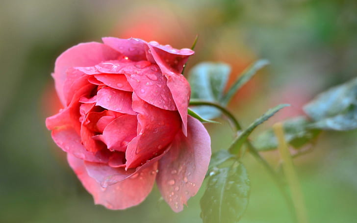 Single red rose flower, water drops