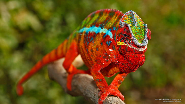 Panther Chameleon, Madagascar, Animals
